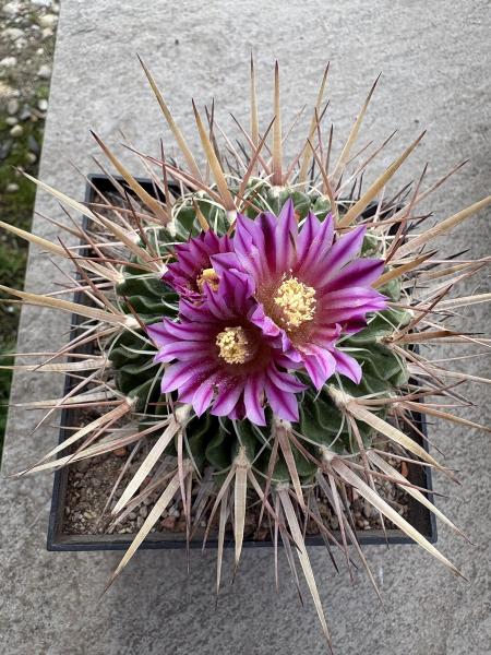 Stenocactus multicostatus